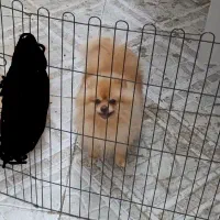 سگ پامر اصیل نر ۳ ساله بازیگوش و اجتماعی