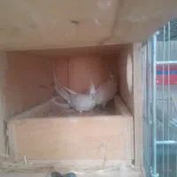 جفت طوطی آلبینو خالص چشم شرابی مولد شرطی