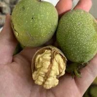 گردو