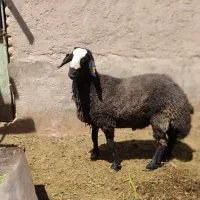 بره نر ،چال