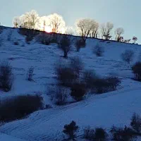 درخواست شخص با مدرک گیاه شناسی