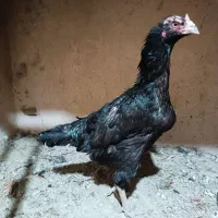 مرغ و خروس لاری