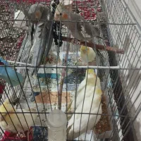 عروس هلندی. نیمه دستی