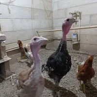 ۲عدد بوقلمون