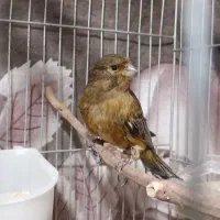 قناری نر سوخته