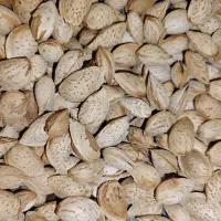 بادام کاغذی درجه یک