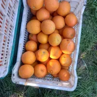 پرتقال تامسون چیده شده یکدست یک قالب حدود ۱۸۰۰