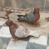 آرشینگل کت سبز زاغ ابادانی صرب سینه قهوه ای پلاکی