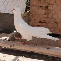 سفید