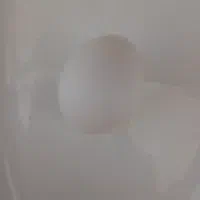 تخم  کبوتر