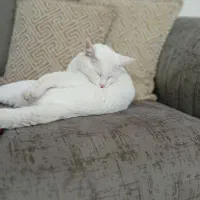 گربه تربیت شده