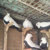 ۹تاکبوترسفیددمسیاه زیرروبسته