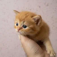 بریتیش و اسکاتیش