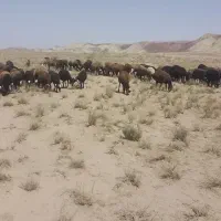 میش آبستن