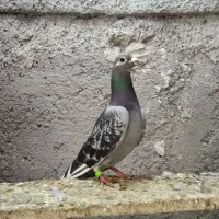 دوبر ماده