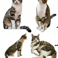 گمشده (مژدگانی20 م ت)