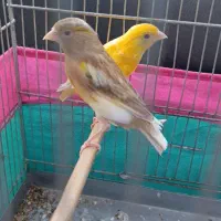قناری ماده جفتی سره