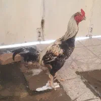خروس لاری