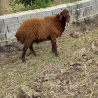 فروش بره سرشاخی مناسب برای داشتی و تخمی