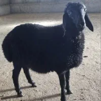 گوسفند