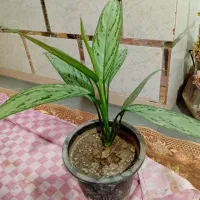 گا اگولنما