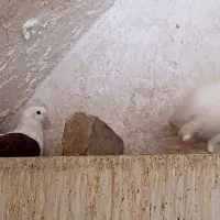 کبوتر|پرنده|اردکان, |دیوار