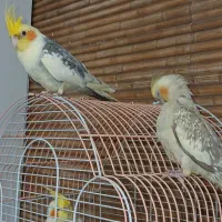 ۳عدد عروس هلندی با وسایل