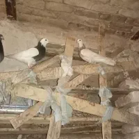 کبوتر|پرنده|بجستان, |دیوار