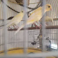 قناری نر و ماده