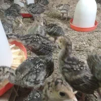 بقلمون نیمچه