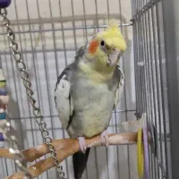 عروس هلندی جفت مولد