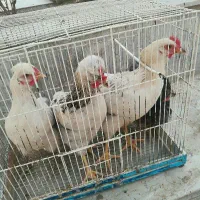 مرغ و خروس