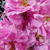 گل محمدی تازه امروز