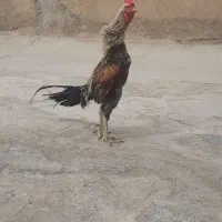 مرغ و خروس لاری