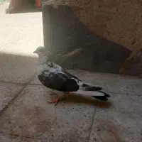 نر غریبگیری جنازه