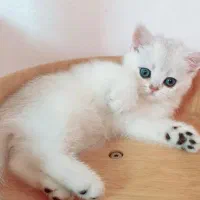 بچه گربه بریتیش سیلور