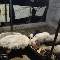 هفت راس گوسفند داشتی