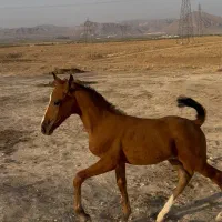 کره نر از ارتا کاظمی
