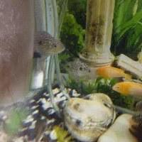 ماهی سیچلاید