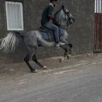 اسب کرد شجره دار