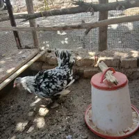 مرغ خروس