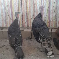 فروش یک جفت بوقلمون