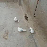 سه عدد کبوتر