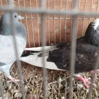 مفلق شازده و چای