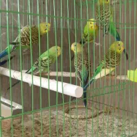 مرغ عشق|پرنده|شاهین‌شهر, شهرک ردانی پور|دیوار