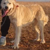 سگ گله