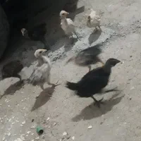 مرغ با جوجه