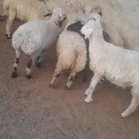بره نر