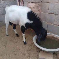 چبش پاکستانی