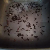سمپاشی منزل ساس موریانه سوسک ابیک محمدیه کل قزوین